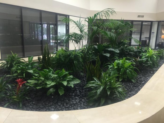 plants